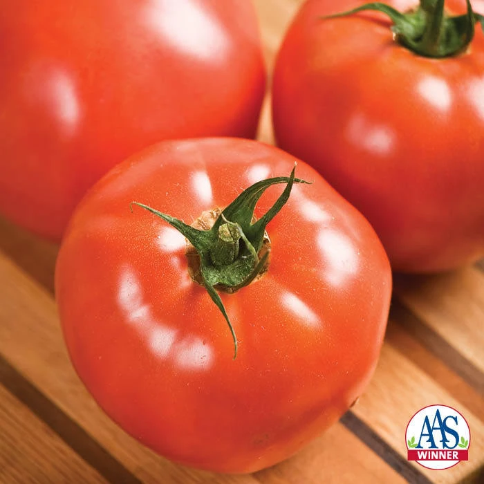 Celebrity Hybrid Tomato 1 Celebrity Hybrid Tomato