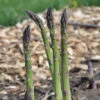 Mary Washington Asparagus