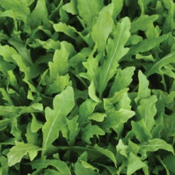 Wildfire® Arugula