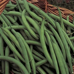 Blue Lake 274 Bush Bean