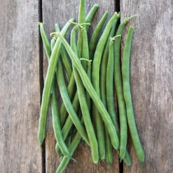 Jade Bush Bean