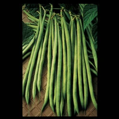 Maxibel Bush Bean
