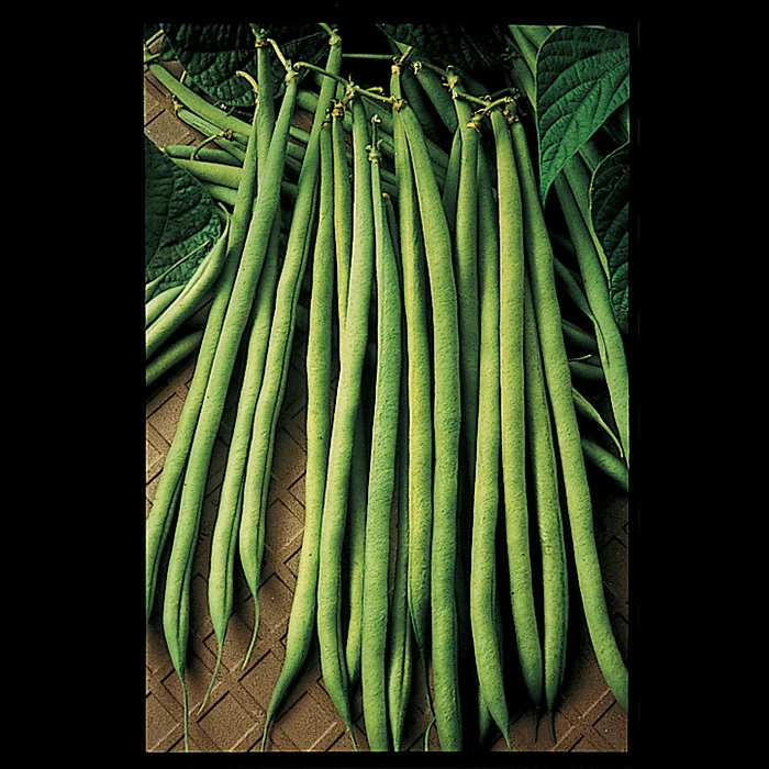 Maxibel Bush Bean 1 Maxibel Bush Bean