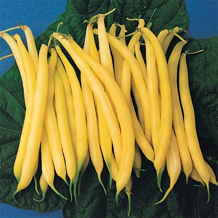 Golden Rod Yellow Bush Bean 1 Golden Rod Yellow Bush Bean