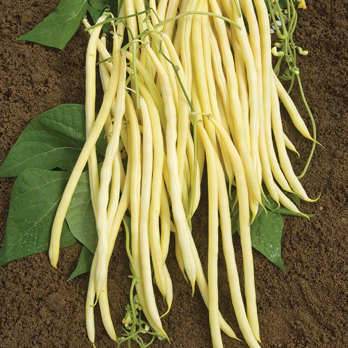 Monte Gusto Pole Bean 1 Monte Gusto Pole Bean