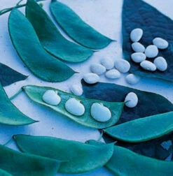 Early Thorogreen Bush Bean