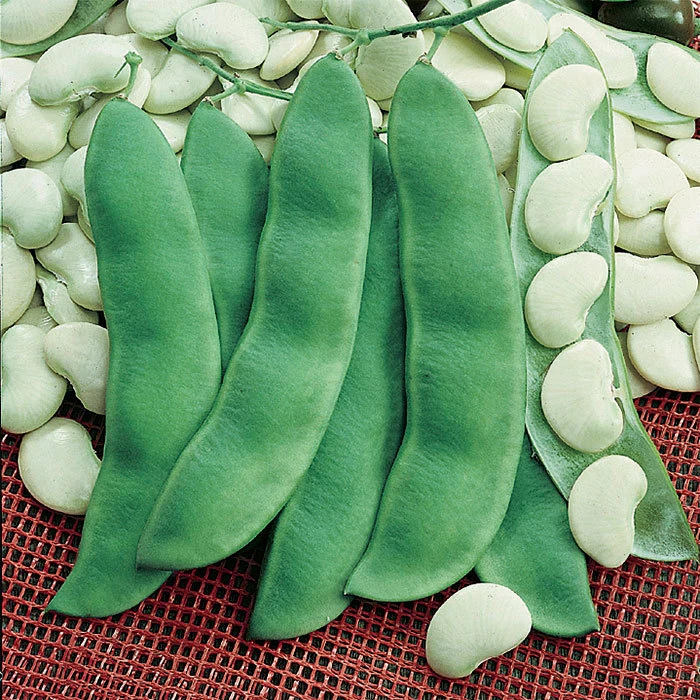 King Of The Garden Pole Lima Bean 1 King Of The Garden Pole Lima Bean