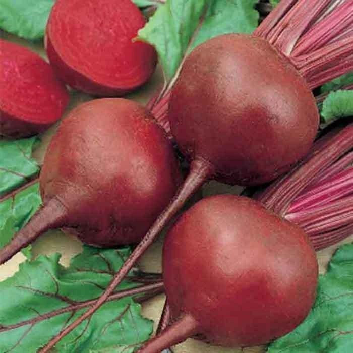 Red Cloud Hybrid Beet 1 Red Cloud Hybrid Beet