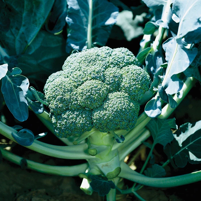 Belstar Hybrid Broccoli 1 Belstar Hybrid Broccoli