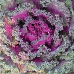 Rainbow Candy Crush Kale