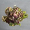 Autumn Star Kalettes&reg;