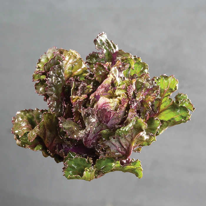 Autumn Star Kalettes® 1 Autumn Star Kalettes®