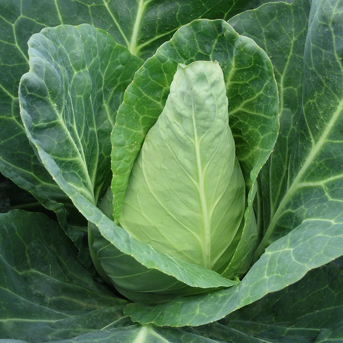 Caraflex Hybrid Cabbage 1 Caraflex Hybrid Cabbage