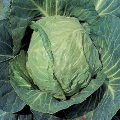 Danish Ballhead Cabbage