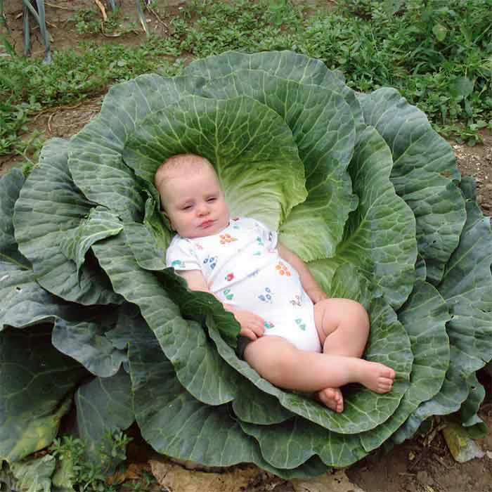 Megaton Hybrid Cabbage 1 Megaton Hybrid Cabbage