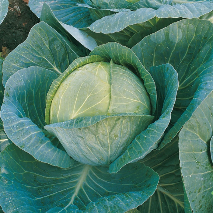 Organic Megaton Hybrid Cabbage 1 Organic Megaton Hybrid Cabbage