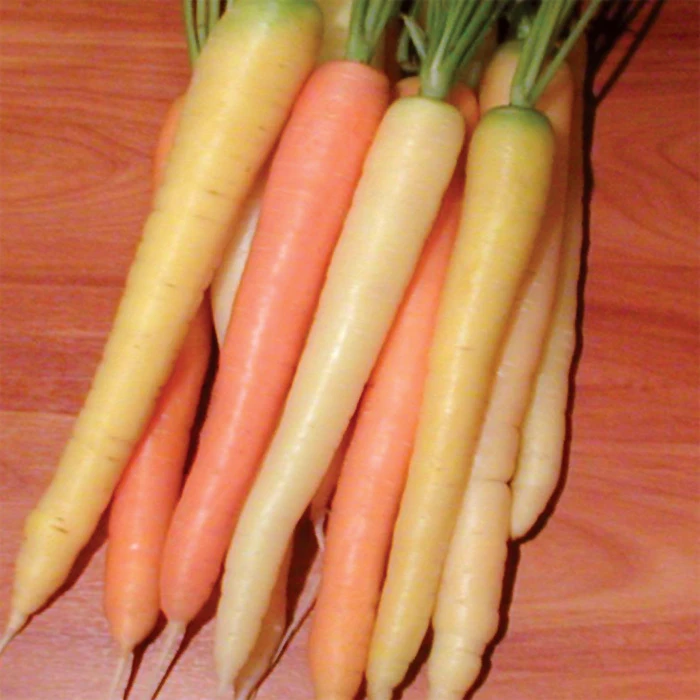 Rainbow Hybrid Carrot 1 Rainbow Hybrid Carrot