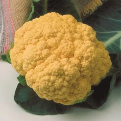 Cheddar Hybrid Cauliflower