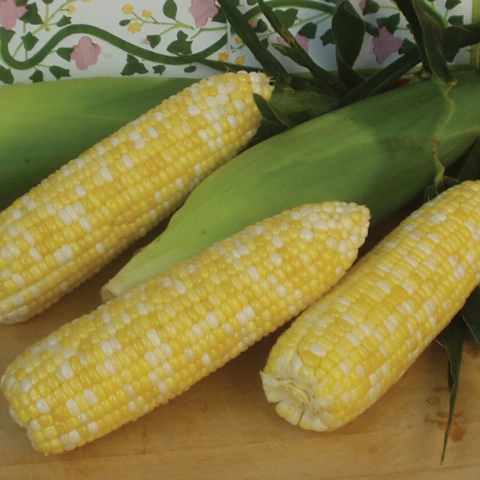 Montauk Bicolor Untreated Hybrid Sweet Corn 1 Montauk Bicolor Untreated Hybrid Sweet Corn