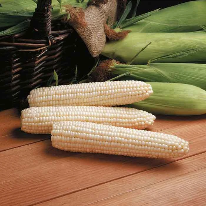 Avalon Triplesweet™ White Hybrid Sweet Corn 1 Avalon Triplesweet™ White Hybrid Sweet Corn