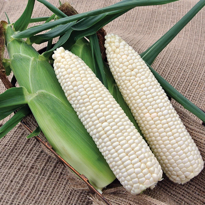 Glacial White Hybrid Sweet Corn 1 Glacial White Hybrid Sweet Corn
