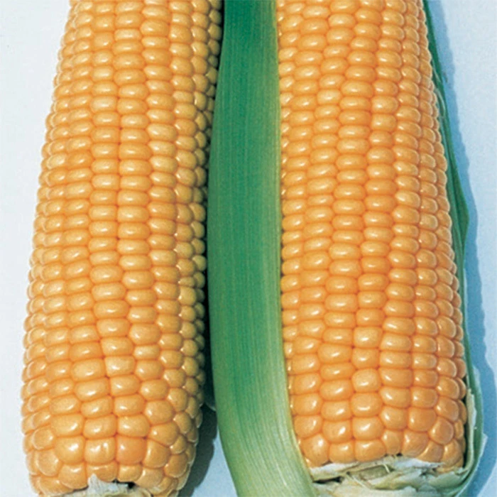 Illini Xtra-Sweet™ Hybrid Sweet Corn 1 Illini Xtra-Sweet™ Hybrid Sweet Corn