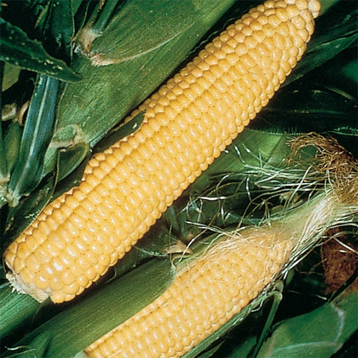Jubilee Hybrid Sweet Corn 1 Jubilee Hybrid Sweet Corn