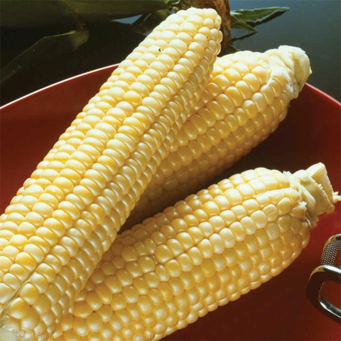 Sugar Buns Hybrid Sweet Corn 1 Sugar Buns Hybrid Sweet Corn