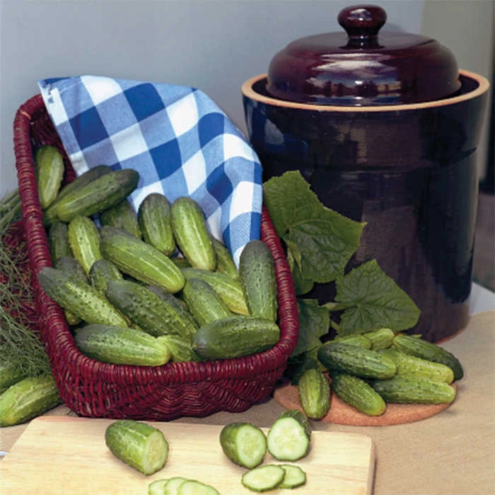 Alibi Hybrid Cucumber 1 Alibi Hybrid Cucumber