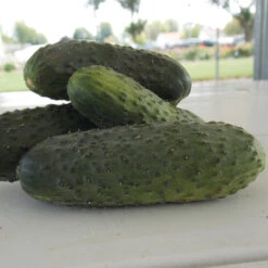 Artist Hybrid Cucumber