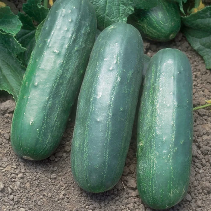 Eureka Hybrid Cucumber 1 Eureka Hybrid Cucumber