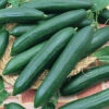 Eversweet Hybrid Cucumber