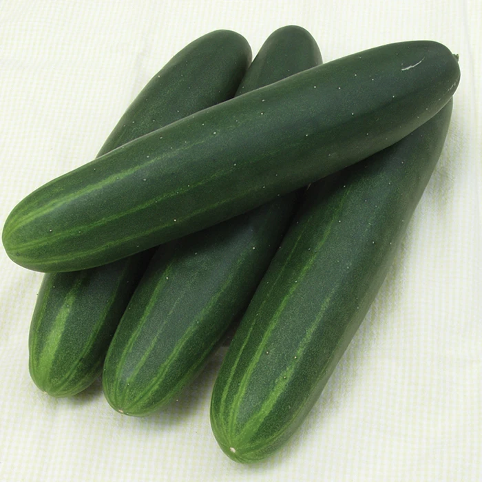 Cucumber Sonja 1 Cucumber Sonja