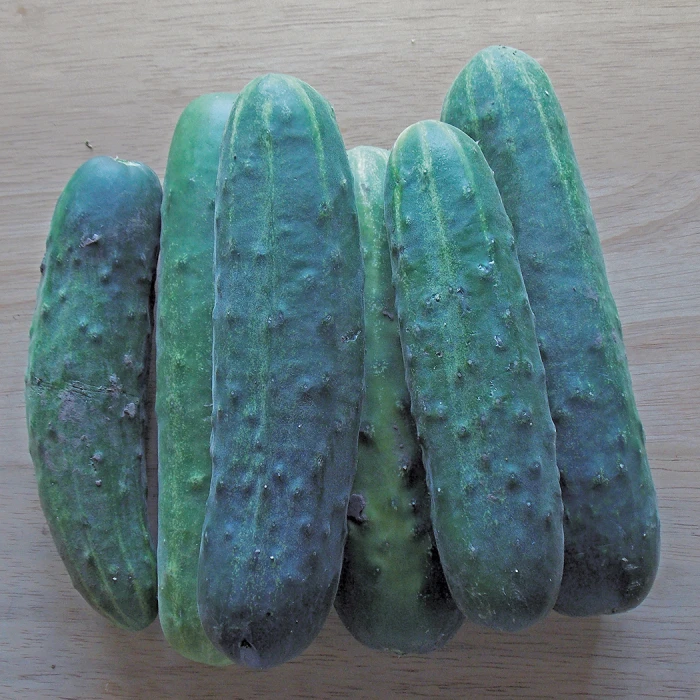 Straight Eight Cucumber 1 Straight Eight Cucumber