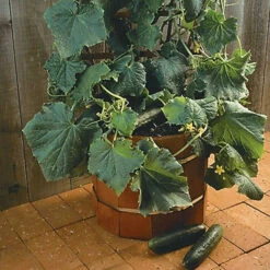 Salad Bush Hybrid Cucumber