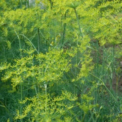 Long Island Mammoth Dill