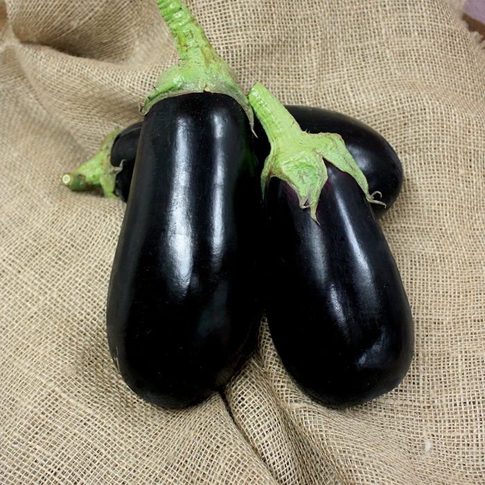 Nadia Hybrid Eggplant 1 Nadia Hybrid Eggplant