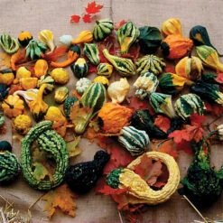 Autumn Wings Blend Gourds