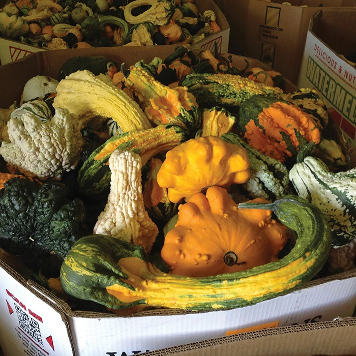 Super Freak™ Goonies Gourd 1 Super Freak™ Goonies Gourd