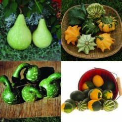 All Types Mixed Fancy Gourds
