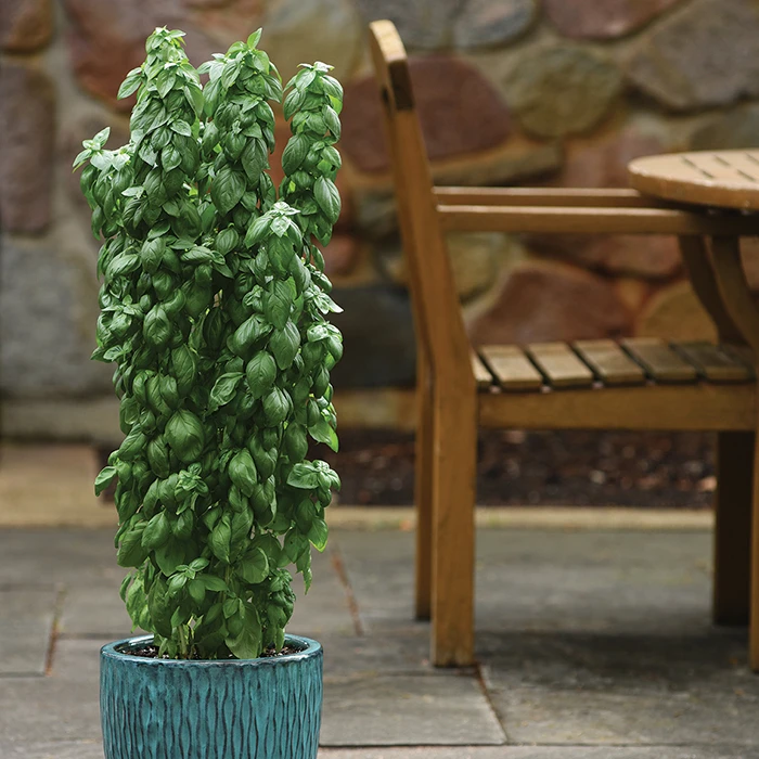 Everleaf™ Emerald Towers Basil 1 Everleaf™ Emerald Towers Basil