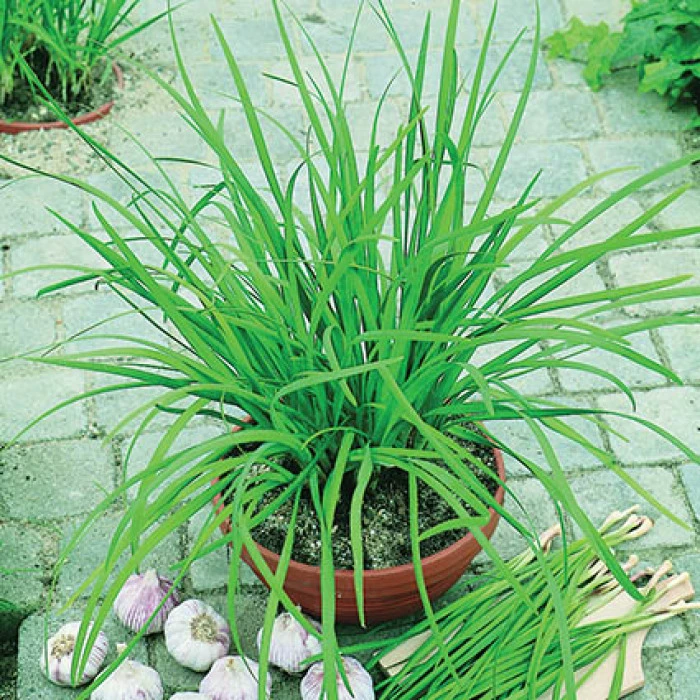 Geisha Garlic Chives 1 Geisha Garlic Chives