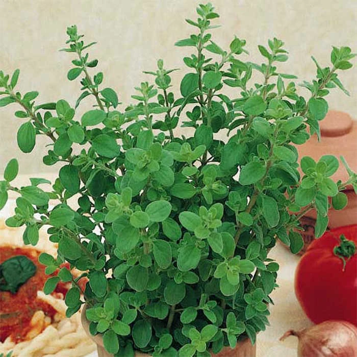 Oregano Greek 1 Oregano Greek