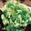 Buttercrunch Lettuce