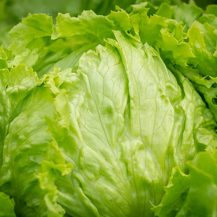 Iceberg Lettuce 1 Iceberg Lettuce