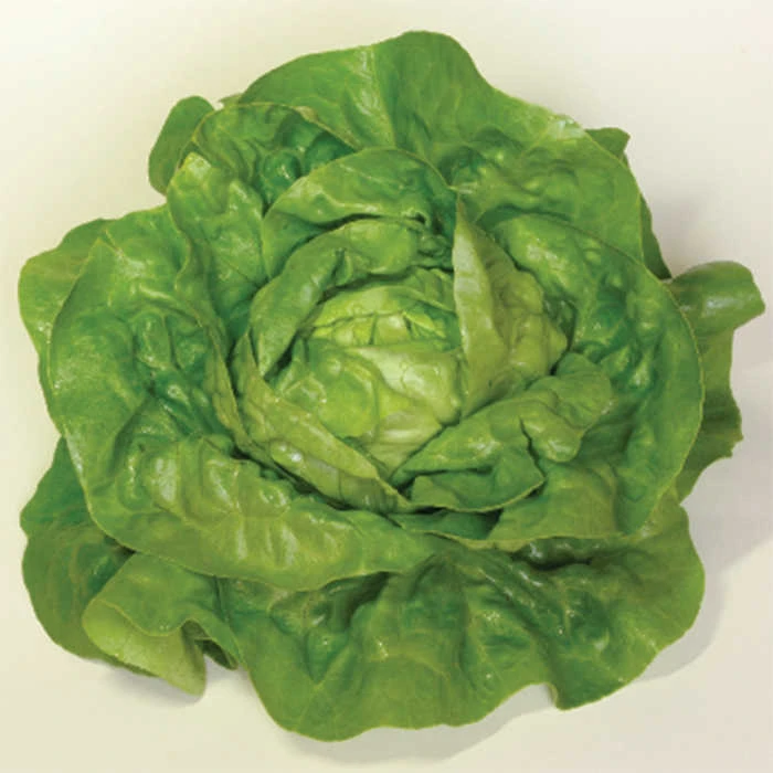 Sylvesta Lettuce 1 Sylvesta Lettuce