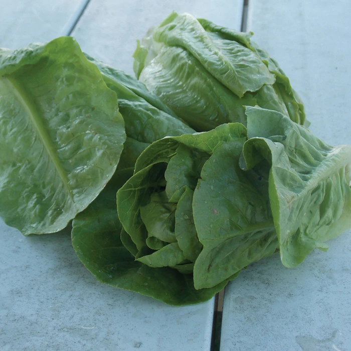 Little Gem Romaine Lettuce 1 Little Gem Romaine Lettuce