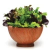 Various SimplySalad™ Alfresco Mesclun Mix