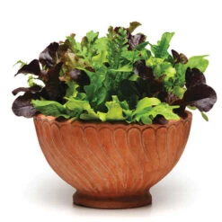 Various SimplySalad™ Alfresco Mesclun Mix