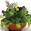City Garden Mesclun Blend